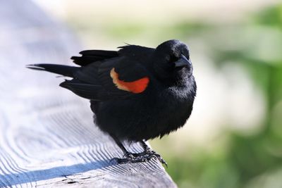 Close-up of a bird