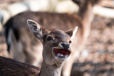 Deer is looking laughting out loud but is eating a huge apple