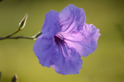 Close-up of purple flowering plant