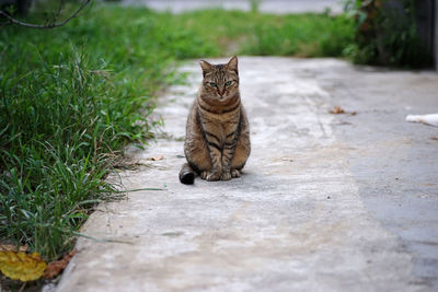 Portrait of a cat sitting on footpath