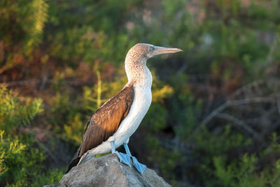 Close-up of blue-footed booby perching on rock