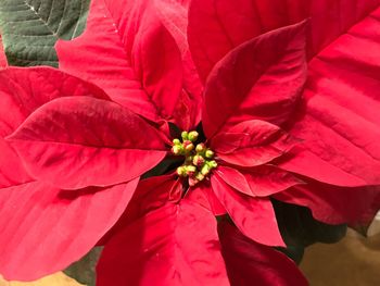 Close-up of red flower blooming outdoors