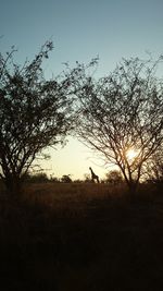 Bare trees on field at sunset