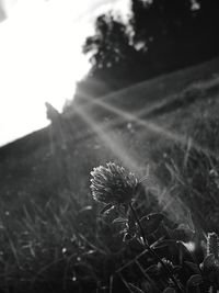 Close-up of flowering plant on field against sky