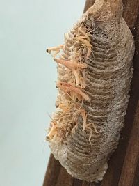 Close-up of tree trunk against white background