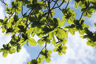 Low angle view of tree against sky