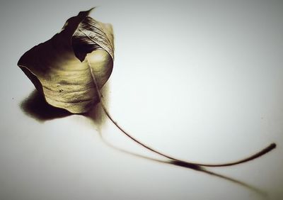 Close-up of food over white background