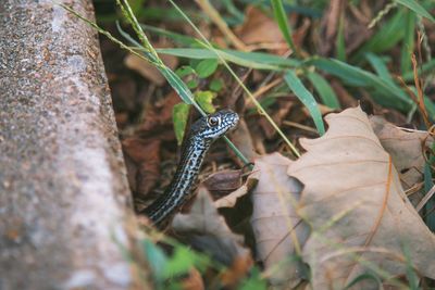 Close-up of a lizard on leaf