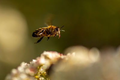 Close-up of bee pollinating on flower
