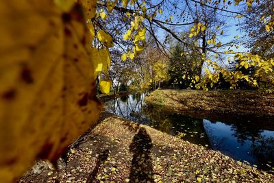 Trees growing by lake during autumn