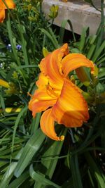 Close-up of yellow flower