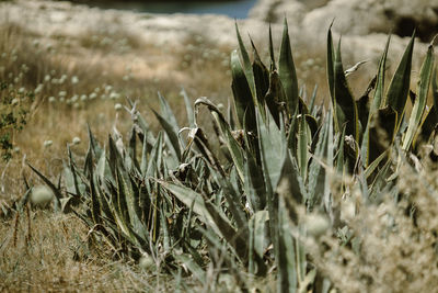 Close-up of crops growing on field