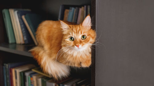 Curious ginger cat on bookshelf. fluffy pet in  bookcase shelf.  domestic animal among books. 
