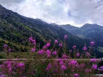 Purple flowering plants by mountains against sky