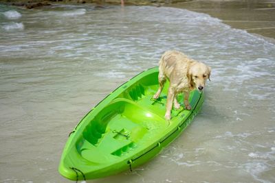 High angle view of dog in lake