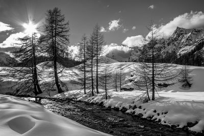 Trees on snow covered field against sky