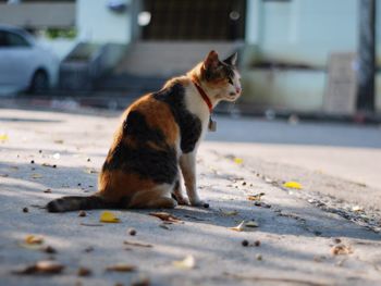 Cat sitting on a street