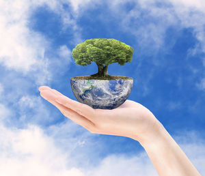 Person holding plant against sky