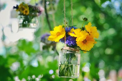 Flowers in jar hanging outdoors