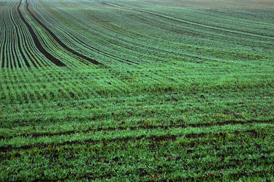 Full frame shot of green field