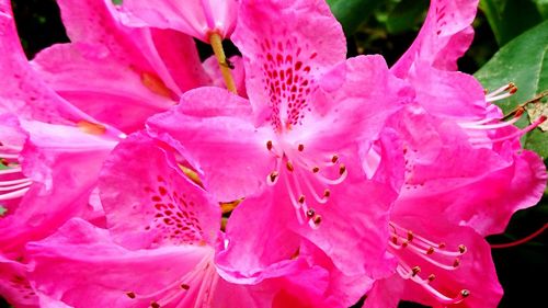 Close-up of pink flower