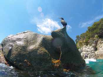 Birds perching on rock by sea against sky