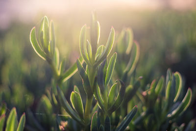 Close-up of plant