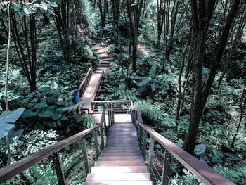 Footbridge amidst trees in forest