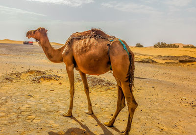 View of a horse on sand