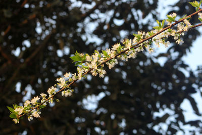 Low angle view of cherry blossoms in spring