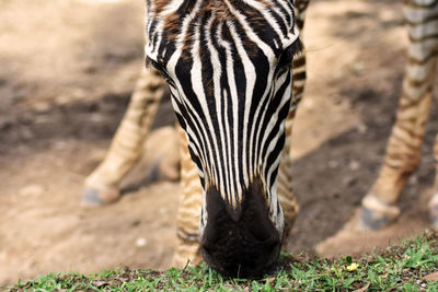 Close-up of a zebra