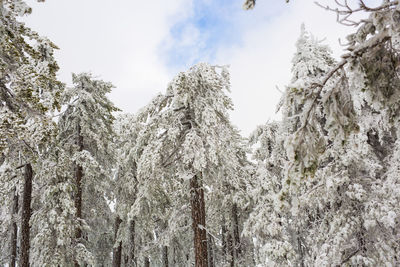 Low angle view of frozen trees against sky