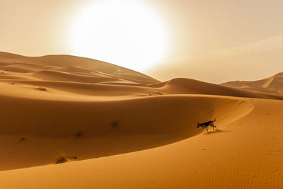 Scenic view of desert against clear sky