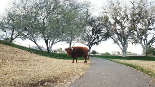 Horse on landscape against sky