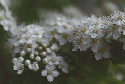 Close-up of white flowering plant