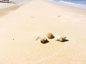 Close-up of seashell on beach