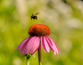 Close-up of insect on pink flower