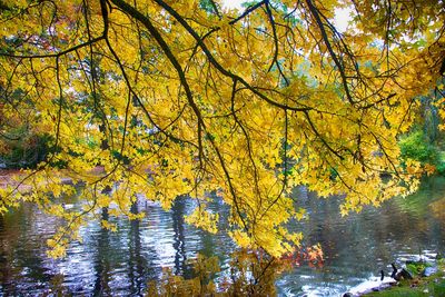 Autumn trees by lake in forest