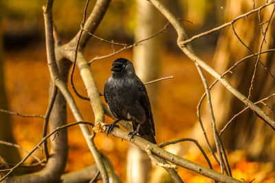 Close-up of bird perching on branch