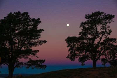 Low angle view of trees against sky