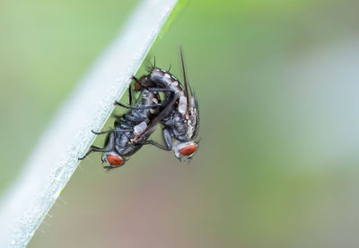 Close-up of housefly