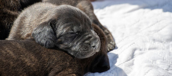 Dog sleeping in snow