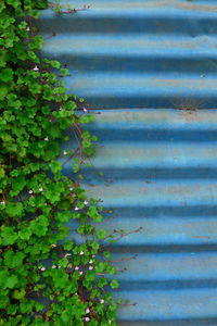 Plants and tree trunk