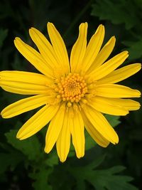 Close-up of yellow flower