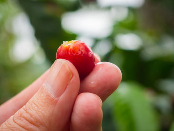 Close-up of hand holding strawberry