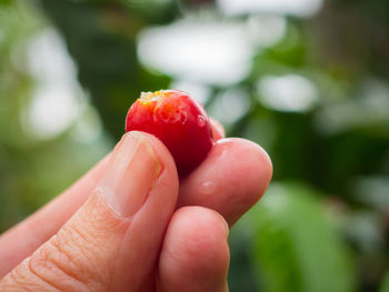 Red coffee beans in a hand