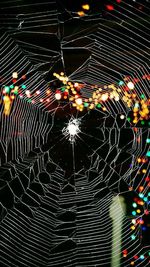 Close-up of illuminated spider web