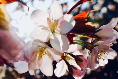 Close-up of cherry blossoms