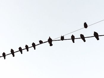 Low angle view of birds on cable against clear sky