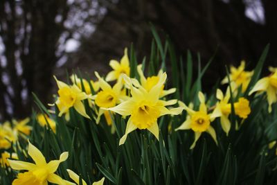 Close-up of yellow flowering plant